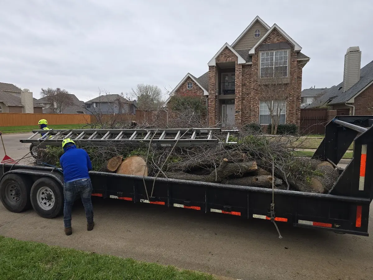 Expert Tree Removal with proper safety equipment in Ward